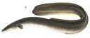 American Eel (Anguilla rostrata)