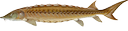Shortnose Sturgeon (Acipenser brevirostrum)