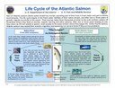 Text and diagram illustration the life cycle of Atlantic salmon.
